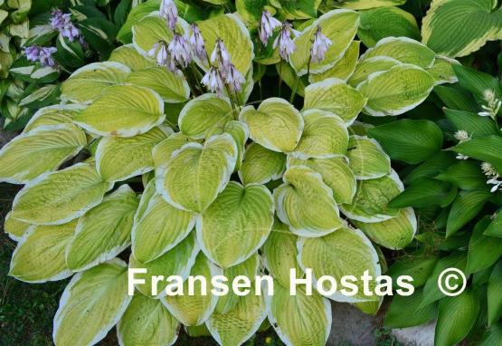 Hosta American Dream